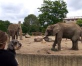 Im Tierpark Friedrichsfelde